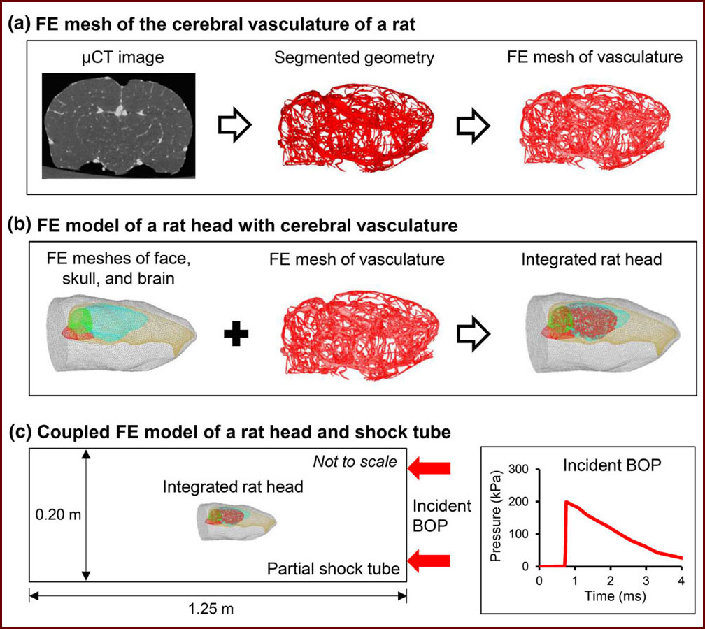 Figure 1: Sequence of steps involved in the development of the high-fidelity three-dimensional finite-element model of the rat head.
