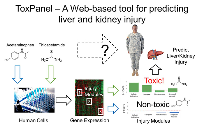 ToxPanel results for the prediction of liver injury based on gene expression changes in human cells exposed to acetaminophen (blue) and thioacetamide (green). The tall green bars in the histogram (z-score) for thioacetamide indicate a severe toxic response. The histogram for acetaminophen indicates a non-toxic response, with all blue bars below the red dashed line (z-score value of 2).